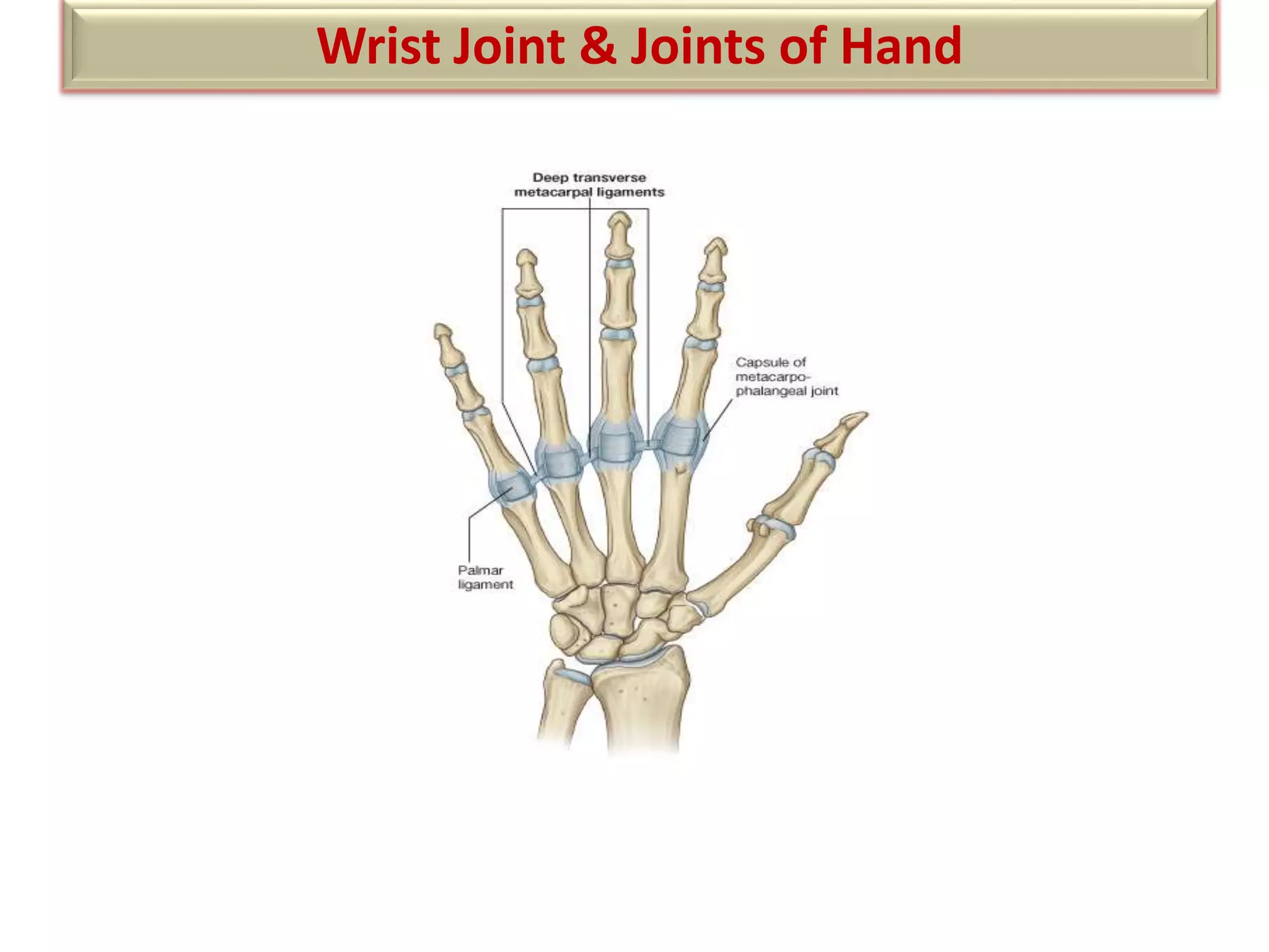 Wrist Multangular Joint Wrist joint | PPTX