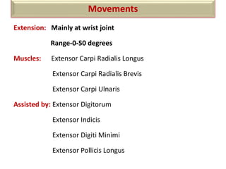 Extension: Mainly at wrist joint
Range-0-50 degrees
Muscles: Extensor Carpi Radialis Longus
Extensor Carpi Radialis Brevis
Extensor Carpi Ulnaris
Assisted by: Extensor Digitorum
Extensor Indicis
Extensor Digiti Minimi
Extensor Pollicis Longus
Movements
 