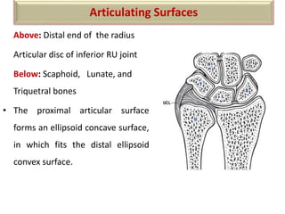 Above: Distal end of the radius
Articular disc of inferior RU joint
Below: Scaphoid, Lunate, and
Triquetral bones
• The proximal articular surface
forms an ellipsoid concave surface,
in which fits the distal ellipsoid
convex surface.
Articulating Surfaces
 