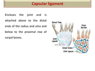 Encloses the joint and is
attached above to the distal
ends of the radius and ulna and
below to the proximal row of
carpal bones.
Capsular ligament
 