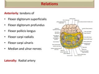 Anteriorly: tendons of
• Flexor digitorum superficialis
• Flexor digitorum profundus
• Flexor pollicis longus
• Flexor carpi radialis
• Flexor carpi ulnaris
• Median and ulnar nerves
Laterally: Radial artery
Relations
 