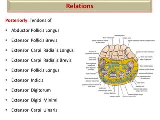 Posteriorly: Tendons of
• Abductor Pollicis Longus
• Extensor Pollicis Brevis
• Extensor Carpi Radialis Longus
• Extensor Carpi Radialis Brevis
• Extensor Pollicis Longus
• Extensor Indicis
• Extensor Digitorum
• Extensor Digiti Minimi
• Extensor Carpi Ulnaris
Relations
 