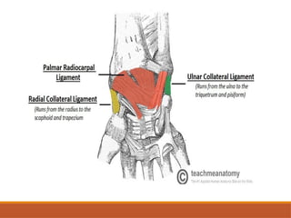 Comprehensive Assessment and Anatomy of the Wrist Joint | PPTX