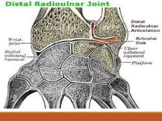 Comprehensive Assessment and Anatomy of the Wrist Joint | PPTX