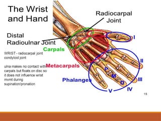Comprehensive Assessment and Anatomy of the Wrist Joint | PPTX