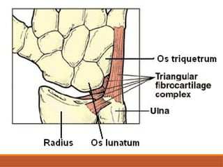 Wrist Multangular Joint Comprehensive Assessment and Anatomy of the Wrist Joint | PPTX