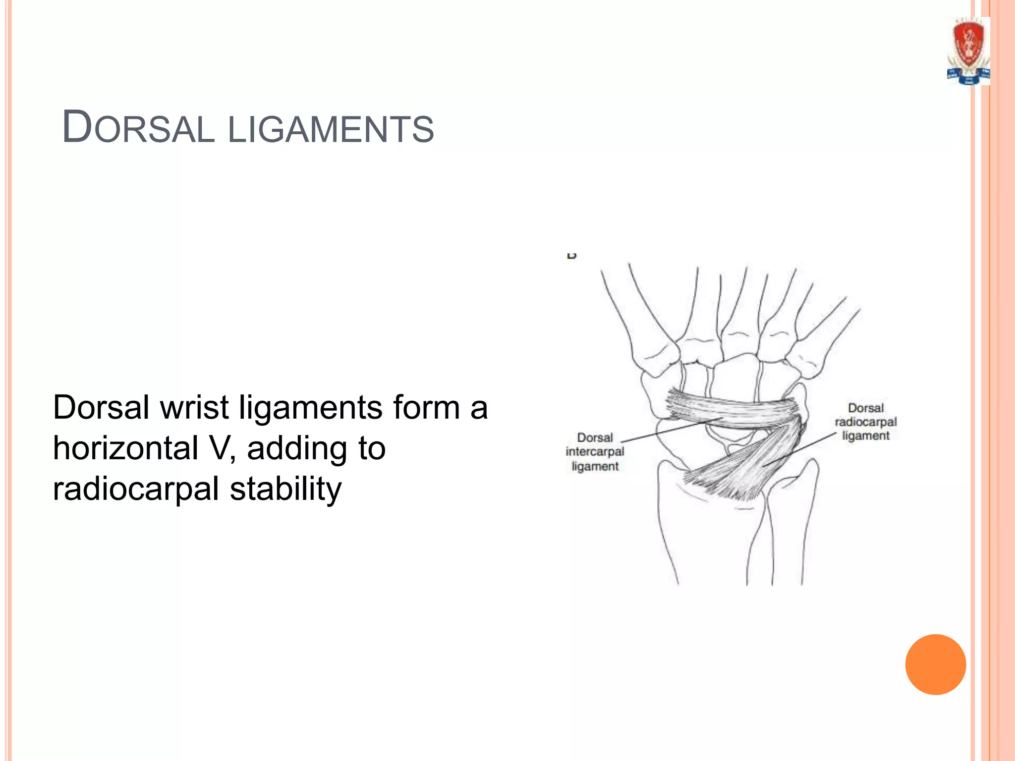 DORSAL LIGAMENTS
Dorsal wrist ligaments form a
horizontal V, adding to
radiocarpal stability
 
