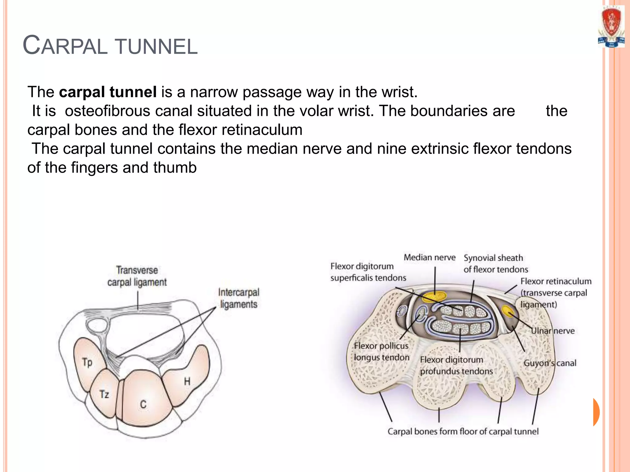 CARPAL TUNNEL
The carpal tunnel is a narrow passage way in the wrist.
It is osteofibrous canal situated in the volar wrist. The boundaries are the
carpal bones and the flexor retinaculum
The carpal tunnel contains the median nerve and nine extrinsic flexor tendons
of the fingers and thumb
 