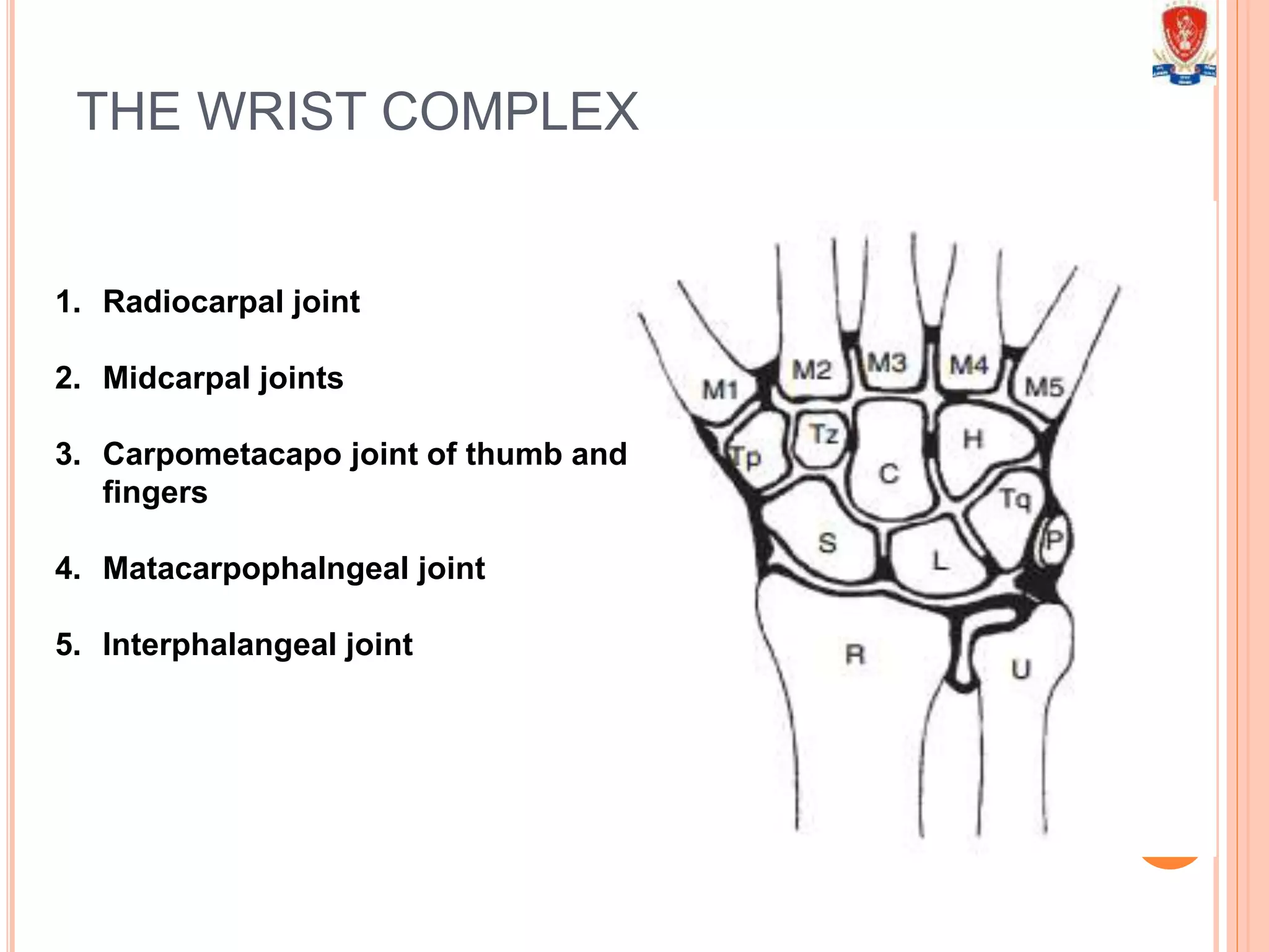 THE WRIST COMPLEX
1. Radiocarpal joint
2. Midcarpal joints
3. Carpometacapo joint of thumb and
fingers
4. Matacarpophalngeal joint
5. Interphalangeal joint
 