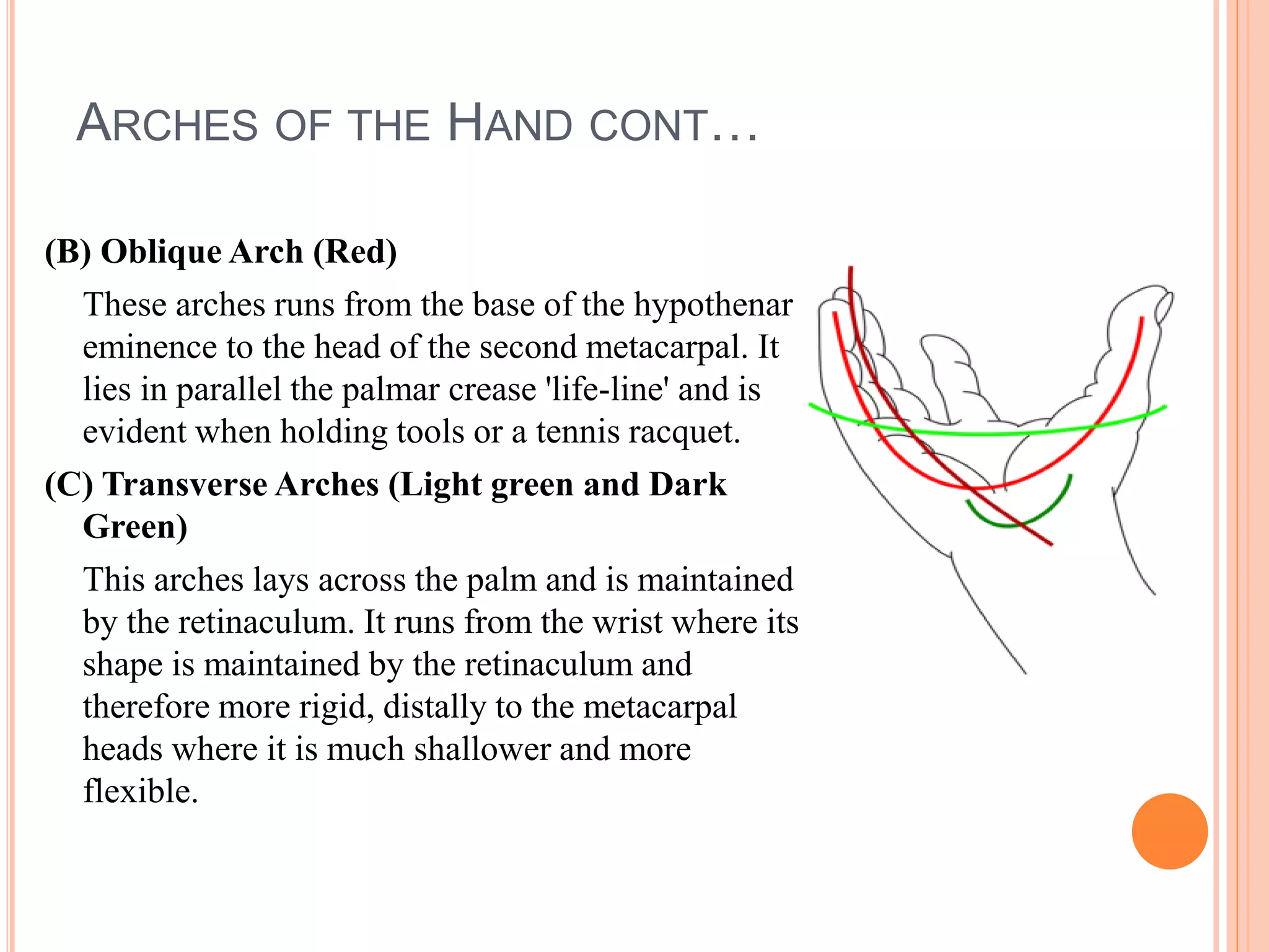 ARCHES OF THE HAND CONT…
(B) Oblique Arch (Red)
These arches runs from the base of the hypothenar
eminence to the head of the second metacarpal. It
lies in parallel the palmar crease 'life-line' and is
evident when holding tools or a tennis racquet.
(C) Transverse Arches (Light green and Dark
Green)
This arches lays across the palm and is maintained
by the retinaculum. It runs from the wrist where its
shape is maintained by the retinaculum and
therefore more rigid, distally to the metacarpal
heads where it is much shallower and more
flexible.
 
