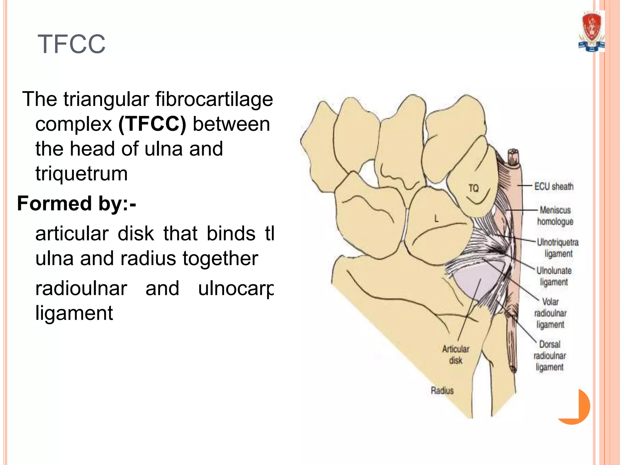 TFCC
The triangular fibrocartilage
complex (TFCC) between
the head of ulna and
triquetrum
Formed by:-
articular disk that binds the
ulna and radius together
radioulnar and ulnocarpal
ligament
 