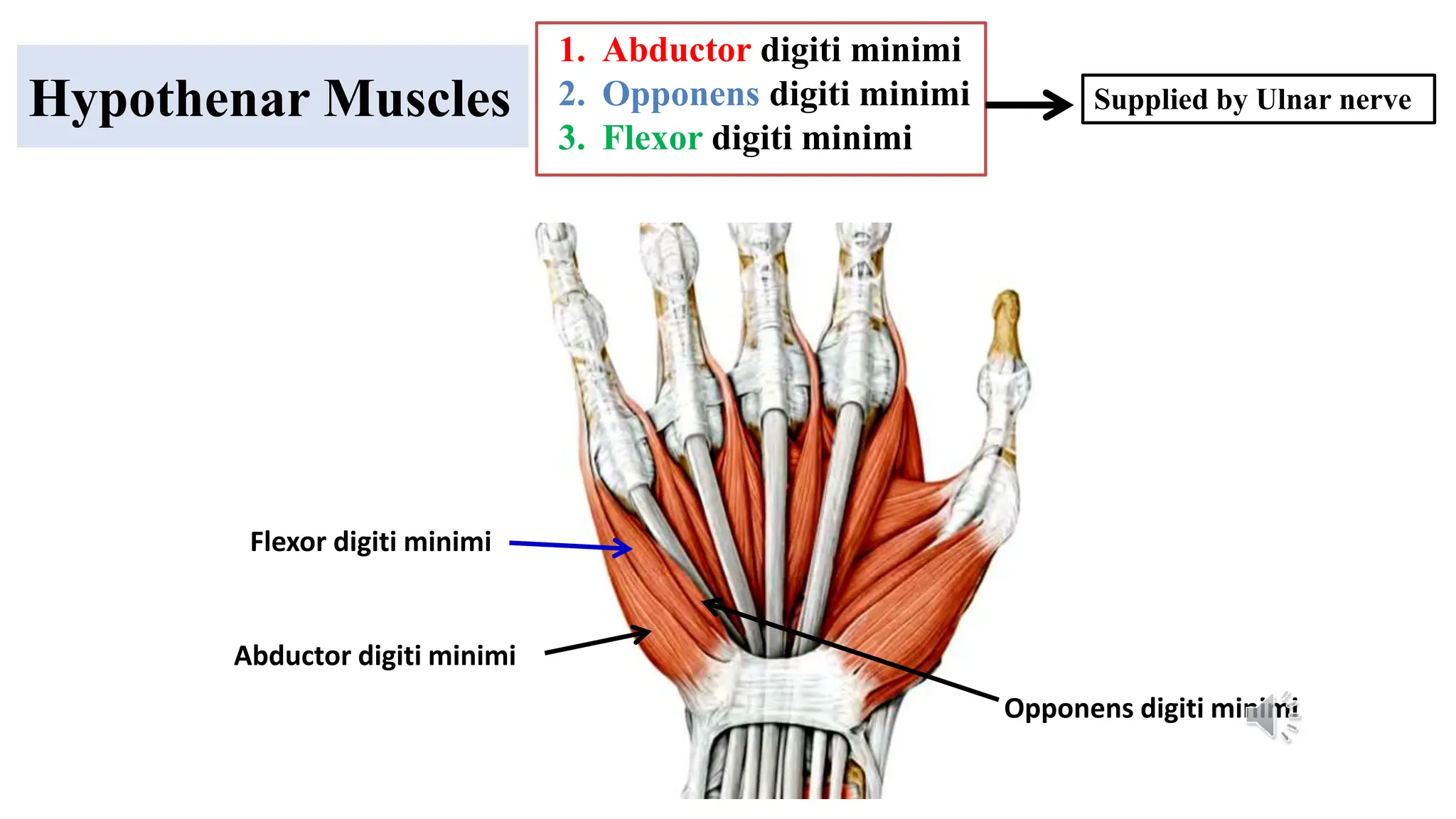 Anatomy of the Wrist joint and hand.ppsx