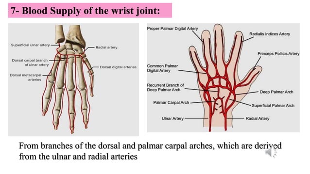 Anatomy of the Wrist joint and hand.ppsx