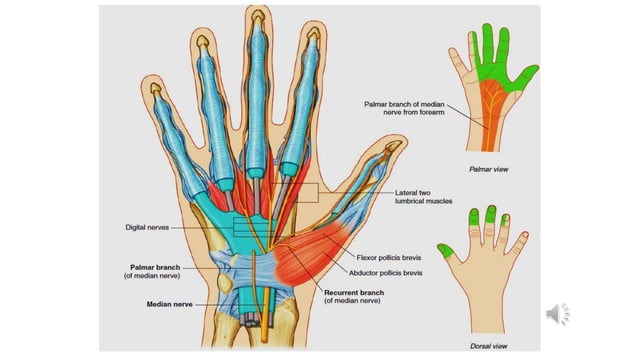 Anatomy of the Wrist joint and hand.ppsx