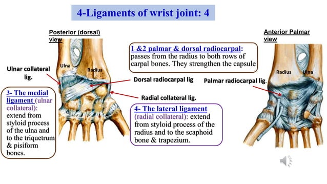 Anatomy of the Wrist joint and hand.ppsx