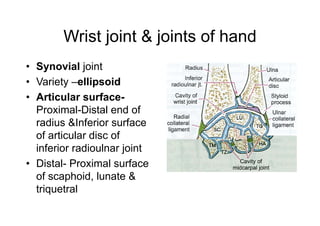 Wrist joint & joints of hand
• Synovial joint
• Variety –ellipsoid
• Articular surface-
Proximal-Distal end of
radius &Inferior surface
of articular disc of
inferior radioulnar joint
• Distal- Proximal surface
of scaphoid, lunate &
triquetral
 