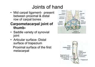 Joints of hand
• Mid carpal ligament- present
between proximal & distal
row of carpal bones
Carpometacarpal joint of
thumb-
• Saddle variety of synovial
joint
• Articular surface- Distal
surface of trapezium
Proximal surface of the first
metacarpal
 