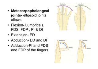 • Metacarpophalangeal
joints- ellipsoid joints
allows
• Flexion- Lumbricals,
FDS, FDP , PI & DI
• Extension- ED
• Abduction- ED and DI
• Adduction-PI and FDS
and FDP of the fingers.
 