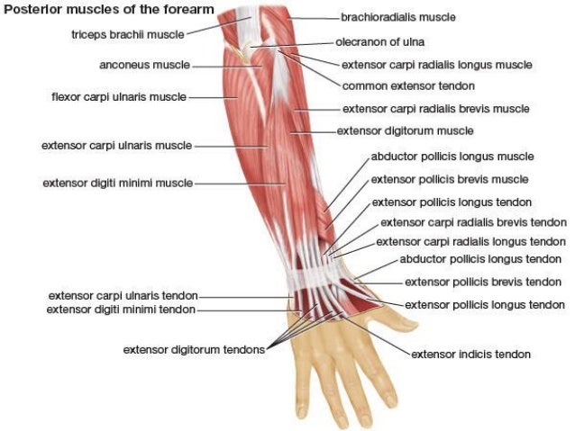 Wrist Joint Ultrasound