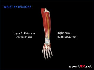 WRIST EXTENSORS




     Layer 1: Extensor   Right arm –
       carpi ulnaris     palm posterior
 