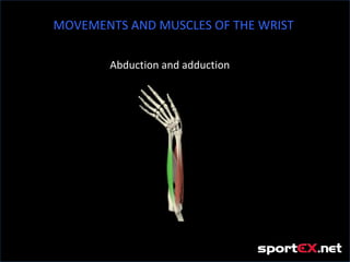 MOVEMENTS AND MUSCLES OF THE WRIST

        Abduction and adduction
 