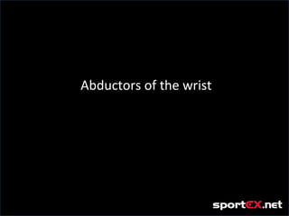 Abductors of the wrist
 
