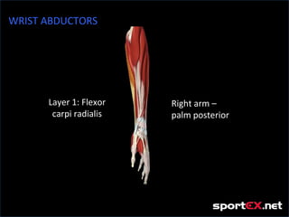 WRIST ABDUCTORS




      Layer 1: Flexor   Right arm –
       carpi radialis   palm posterior
 
