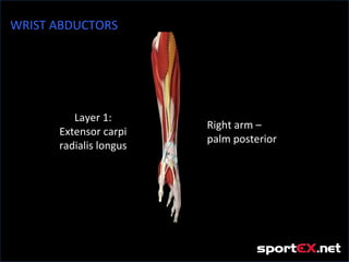 WRIST ABDUCTORS




         Layer 1:
                        Right arm –
      Extensor carpi
                        palm posterior
      radialis longus
 