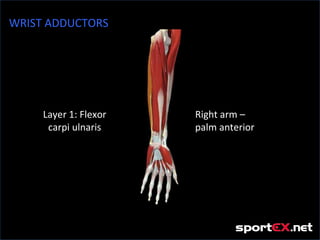 WRIST ADDUCTORS




     Layer 1: Flexor   Right arm –
      carpi ulnaris    palm anterior
 