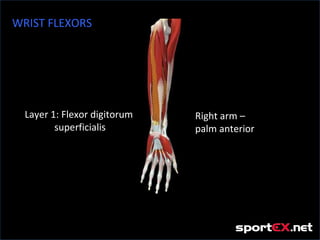 WRIST FLEXORS




  Layer 1: Flexor digitorum   Right arm –
         superficialis        palm anterior
 
