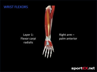 WRIST FLEXORS




           Layer 1:     Right arm –
         Flexor carpi   palm anterior
           radialis
 