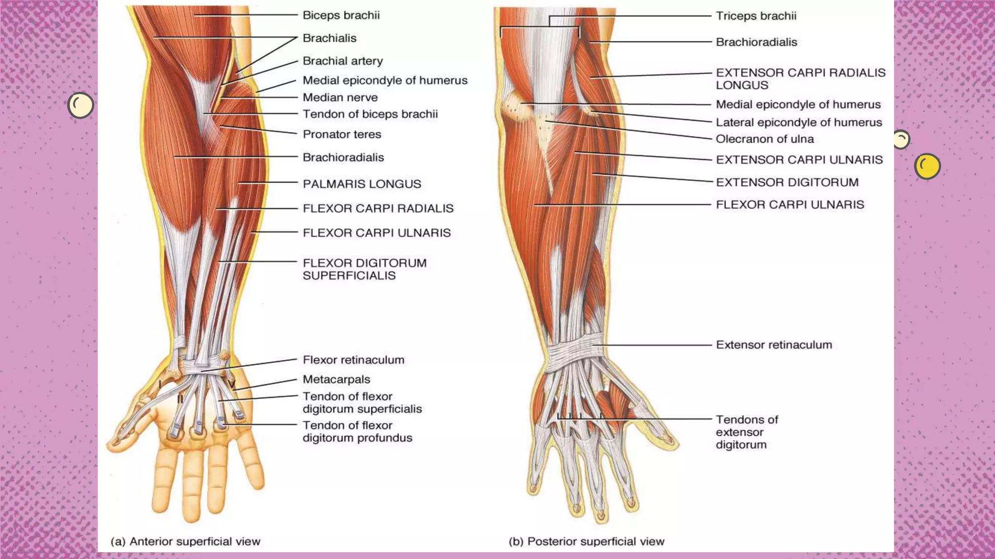 Wrist Muscles PPTX Wrist Muscles PPTX