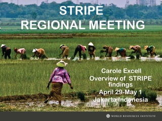 Strengthening the right to information for People and the Environment
April 29-May 1
Jakarta Indonesia
STRIPE
REGIONAL MEETING
Carole Excell
Overview of STRIPE
findings
April 29-May 1
Jakarta Indonesia
 