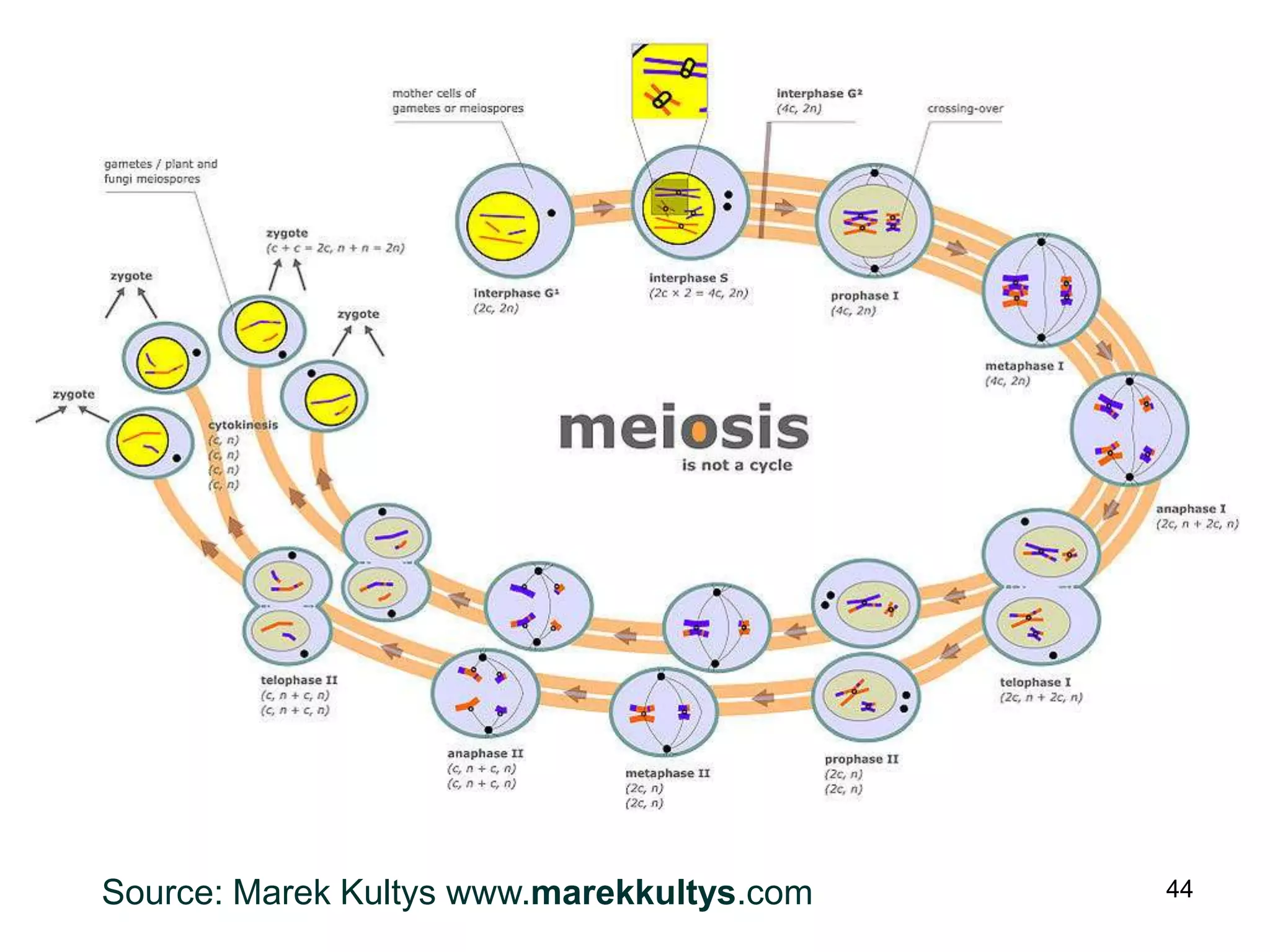 Source: Marek Kultys www.marekkultys.com   44
 