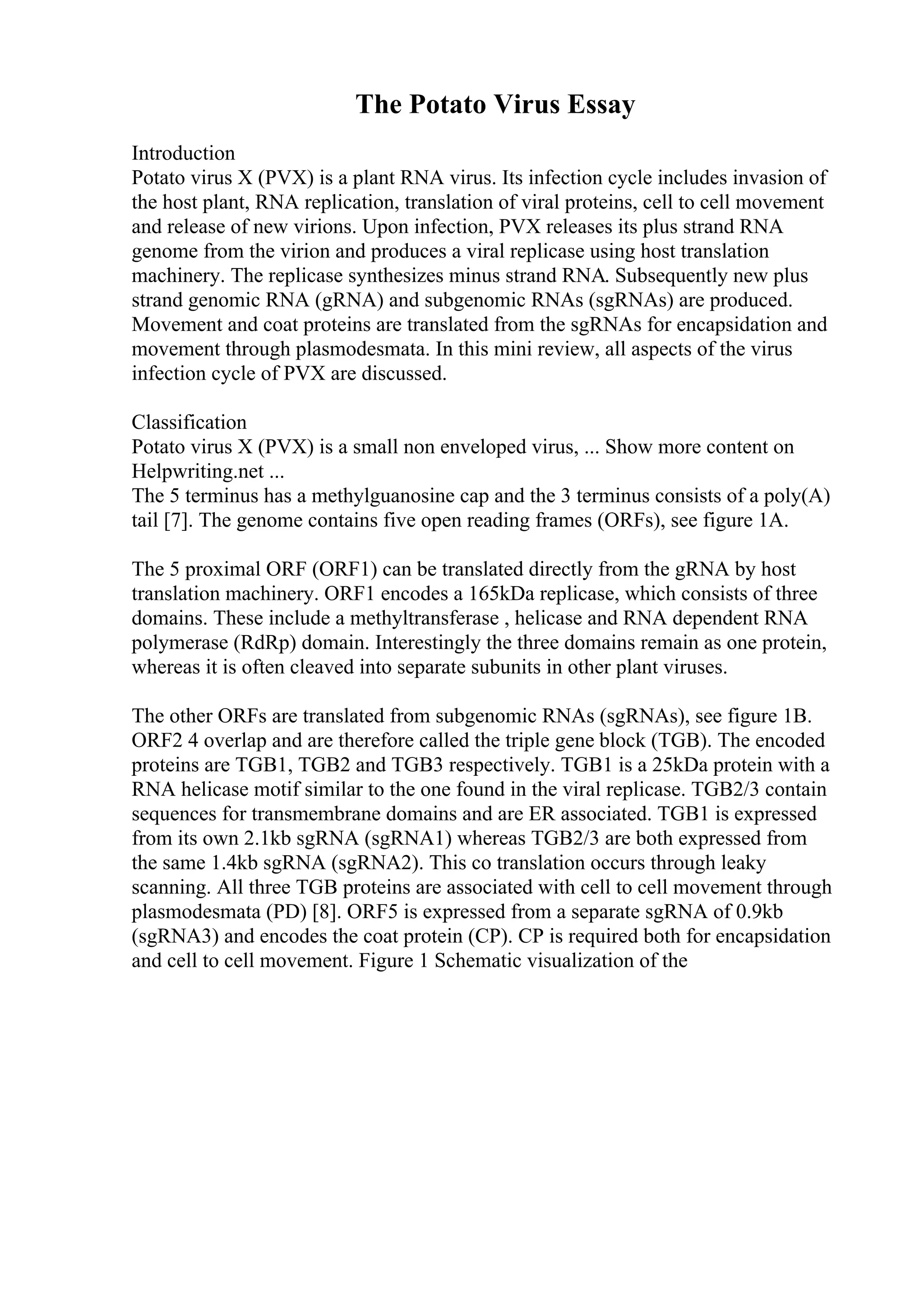 The Potato Virus Essay
Introduction
Potato virus X (PVX) is a plant RNA virus. Its infection cycle includes invasion of
the host plant, RNA replication, translation of viral proteins, cell to cell movement
and release of new virions. Upon infection, PVX releases its plus strand RNA
genome from the virion and produces a viral replicase using host translation
machinery. The replicase synthesizes minus strand RNA. Subsequently new plus
strand genomic RNA (gRNA) and subgenomic RNAs (sgRNAs) are produced.
Movement and coat proteins are translated from the sgRNAs for encapsidation and
movement through plasmodesmata. In this mini review, all aspects of the virus
infection cycle of PVX are discussed.
Classification
Potato virus X (PVX) is a small non enveloped virus, ... Show more content on
Helpwriting.net ...
The 5 terminus has a methylguanosine cap and the 3 terminus consists of a poly(A)
tail [7]. The genome contains five open reading frames (ORFs), see figure 1A.
The 5 proximal ORF (ORF1) can be translated directly from the gRNA by host
translation machinery. ORF1 encodes a 165kDa replicase, which consists of three
domains. These include a methyltransferase , helicase and RNA dependent RNA
polymerase (RdRp) domain. Interestingly the three domains remain as one protein,
whereas it is often cleaved into separate subunits in other plant viruses.
The other ORFs are translated from subgenomic RNAs (sgRNAs), see figure 1B.
ORF2 4 overlap and are therefore called the triple gene block (TGB). The encoded
proteins are TGB1, TGB2 and TGB3 respectively. TGB1 is a 25kDa protein with a
RNA helicase motif similar to the one found in the viral replicase. TGB2/3 contain
sequences for transmembrane domains and are ER associated. TGB1 is expressed
from its own 2.1kb sgRNA (sgRNA1) whereas TGB2/3 are both expressed from
the same 1.4kb sgRNA (sgRNA2). This co translation occurs through leaky
scanning. All three TGB proteins are associated with cell to cell movement through
plasmodesmata (PD) [8]. ORF5 is expressed from a separate sgRNA of 0.9kb
(sgRNA3) and encodes the coat protein (CP). CP is required both for encapsidation
and cell to cell movement. Figure 1 Schematic visualization of the
 