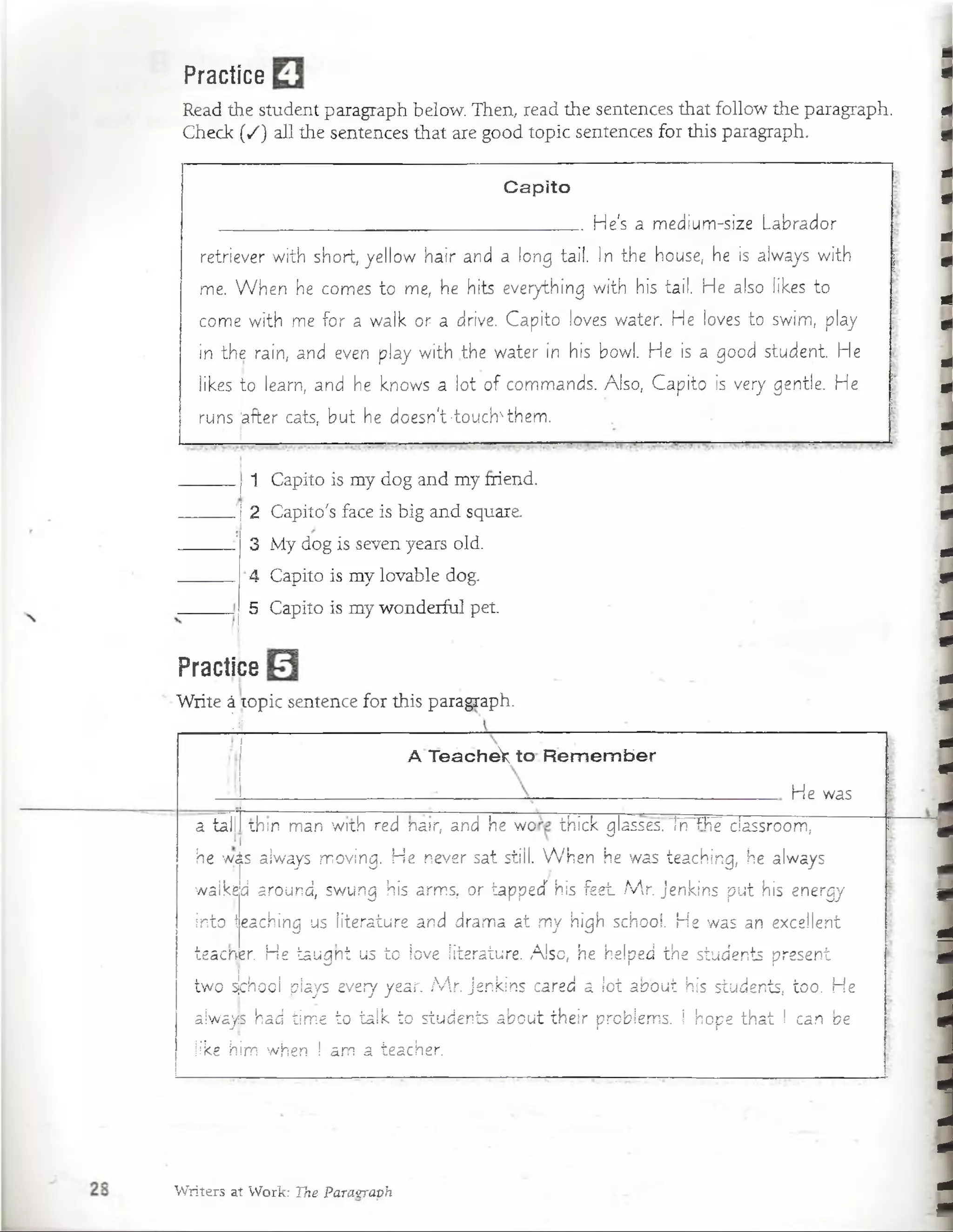 Practice
Read the student paragraph below. Then, read the sentences that follow the paragraph.
Check (/) all the sentences that are good topic sentences for this paragraph.
Capito
.. He's a m edium -size Labrador
retriever w ith short, ye llo w h a ir and a long tail. In the house, he is always w ith
me. W h e n he comes to me, he hits everything w ith his tail. H e also likes to
come w ith me fo r a w alk or a drive. C a p ito loves water. H e ¡oves to swim , play
in the rain, and even play w ith the w ater in his bowl. H e is a good student. He
likes to learn, and he knows a lo t o f com m ands. Also, C a p ito is very gentle. H e
runs 'after cats, b u t he doesn't-touch'them .
1 Capito is my dog and my friend.
2 Capito's face is big and square.
3 íMy dog is seven years oíd.
4 Capito is my lovable dog.
5 Capito is my wonderful pet.
Practice
Write á topic sentence for this paragraph.
Ü ________ __ _______
A TeacheV to R em em ber
H e was
a tail th m m an w ith red narr, and he w o th ic k glasses. T nT he ciassroom,
he wás always m oving. H e never sat still. W h e n he was teaching, he always
walked around, swung his arm s. or iapped his fe e t M r. Jenkins p u t his energy
in to teaching us lite ra tu re and dram a a t m y high schooí. H e was an excellent
teacr*er. H e ta u g n t us to íove literature. A lso, he helped the students preseni
tw o s|chocS plays every year. M r je n kin s cared a lo t a b o u t his students, too. H e
always had tim e to ta lk to students a b o u t th e ir próbíem s. I hope th a t I can be
like hirrs when ! am a teacher.
Writers at Work: Tke Pa.Ta9ra.-0h
 