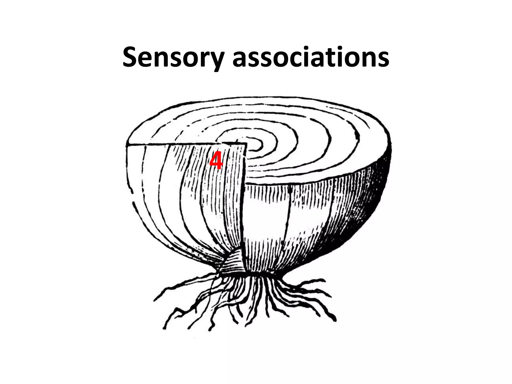 Sensory associations4