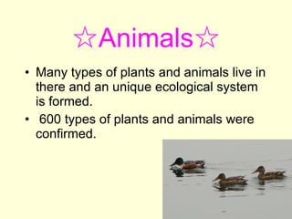 ☆ Animals☆ Many types of plants and animals live in there and an unique ecological system is formed. 600 types of plants and animals were confirmed. 
