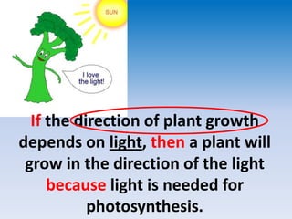 If the direction of plant growth depends on light, then a plant will grow in the direction of the light because light is needed for photosynthesis. 