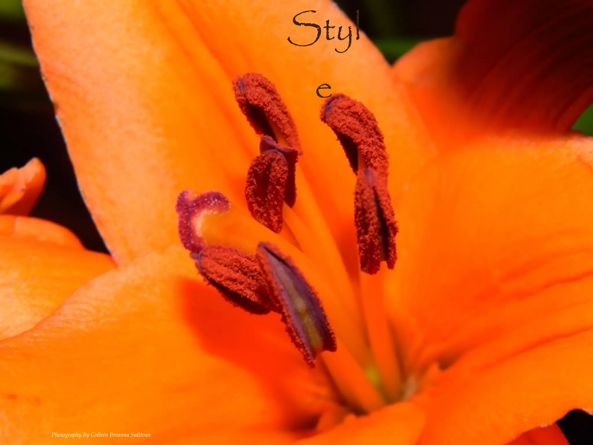 Styl
                                           e




Photography By Colleen Breanna Sullivan
 