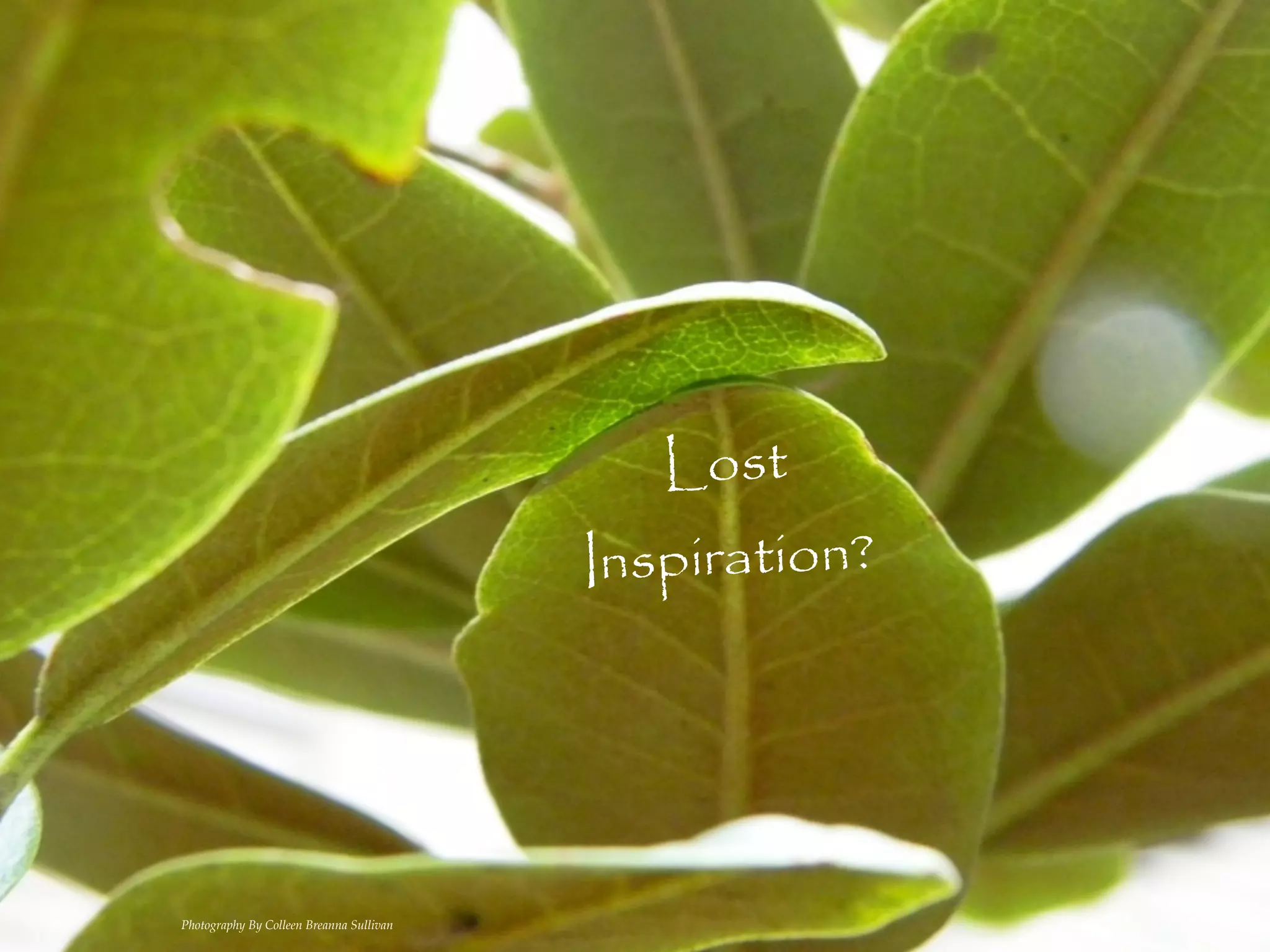 Lost
                                          Inspiration?




Photography By Colleen Breanna Sullivan
 