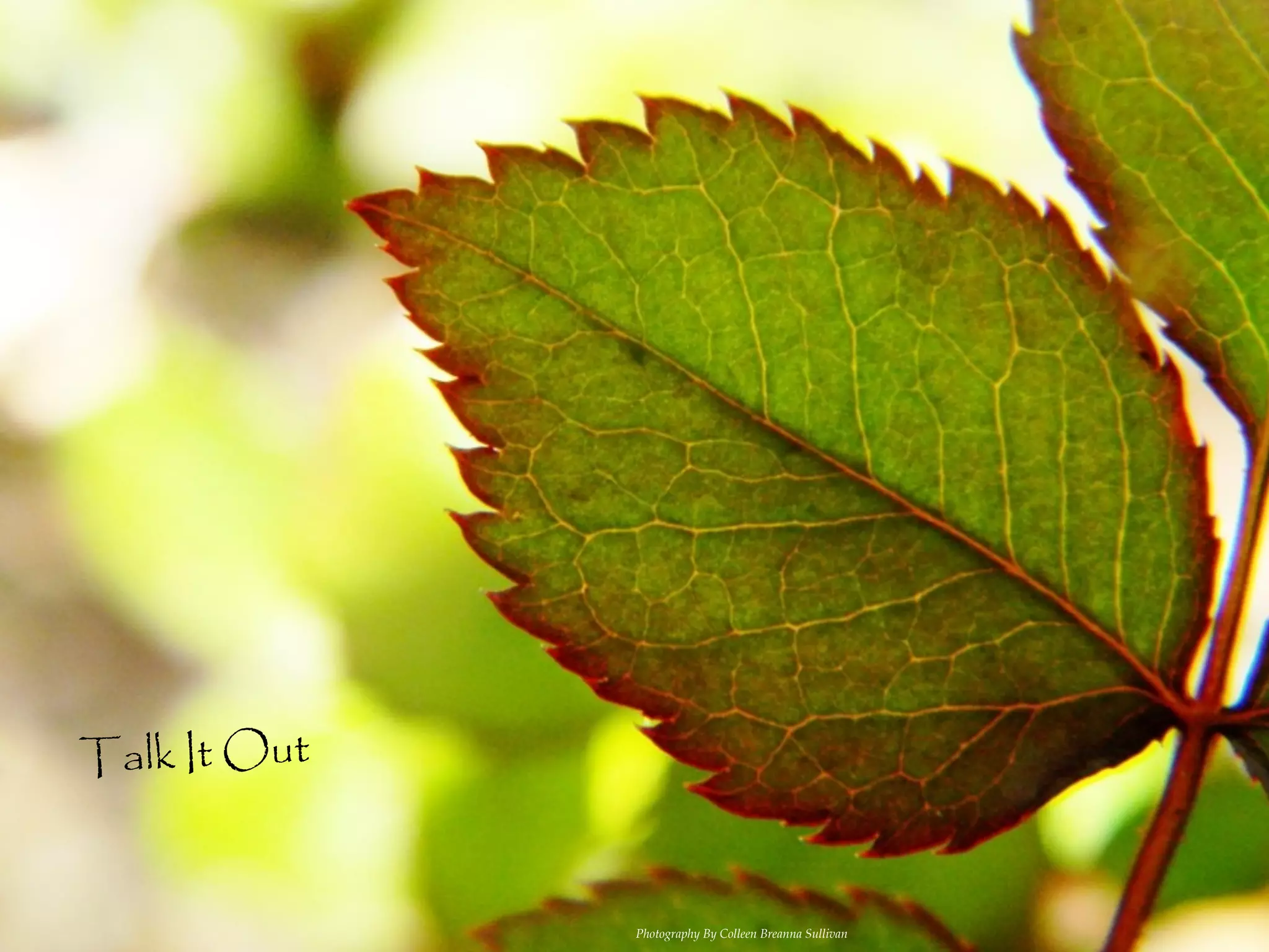 Talk It Out


              Photography By Colleen Breanna Sullivan
 