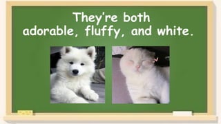 They’re both
adorable, fluffy, and white.
 