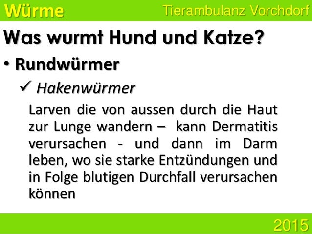 Entwurmung Beim Kleintier