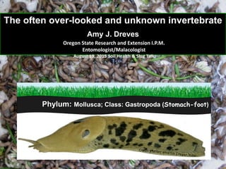 The often over-looked and unknown invertebrate
Amy J. Dreves
Phylum: Mollusca; Class: Gastropoda (Stomach-foot)
Oregon State Research and Extension I.P.M.
Entomologist/Malacologist
August 13, 2015 Soil Health & Slug Talk
 