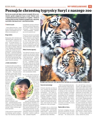 NR 19 (132) – MAJ 2023
15
MY WROCŁAWIANIE
Pięć lat temu zaczęła robić zdjęcia zwierząt i przepadła. Dziś we wro-
cławskim ogrodzie zoologicznym bywa ze swoim 14-letnim synem
z niepełnosprawnościami przynajmniej raz w tygodniu. – Kocham te
zwierzęta ponad wszystko. Fotografia wyciągnęła mnie z najczarniej-
szych dołów i dała kopa do życia – mówi Katarzyna Kulios.
I Mariola Szczyrba
– Jestem opętana przez koty - śmieje
się pani Katarzyna, matka chrzestna
tygrysicy sumatrzańskiej Suryi, uro-
dzonej we wrocławskim zoo.
Druga rodzina
Kiedy pytam, które zwierzęta są jej
najbardziej bliskie, odpowiada: koty
- bo są piękne i charakterne oraz
wilki - bo kochają wolność i ro-
dzinę. - Kocham te zwierzęta nad
życie, chociaż obserwuję je przecież
przez szybę na wybiegu. Zżyłam się
z nimi. Widziałam, jak przychodziły
na świat, jak umierały, jak wycho-
wywały dzieci. Są dla mnie jak dru-
ga rodzina - przyznaje fotografka,
która dziś potrafi przesiedzieć przed
szybą wybiegu w zoo wiele godzin,
żeby zobaczyć wymarzonego tygry-
sa czy rysia. Albo tylko koniec jego
ogona. Bo tak też się zdarza.
„I wtedy zwariowałam...”
Na zdjęciach widać tę jej wielką mi-
łość do zwierząt. Wszystko zaczęło
się niecałe pięć lat temu. Wcześniej
robiła zdjęcia komórką, na space-
rach z psem. - Wracałam akurat
od lekarza z synem Kubą. Zaczęli-
śmy robić zdjęcia motylom na łące,
potem robaczkom. Było
super. Aż w końcu
któregoś dnia
wybraliśmy
się do wro-
cławskie-
go zoo.
K u b a
był za-
c h w y -
c o n y ,
j a p o -
c z ą t k o -
wo miałam
m i e s z a n e
uczucia, bo jed-
nak wolałabym zo-
baczyć te zwierzęta na wol-
ności – opowiada Katarzyna Kulios.
I dodaje, że z czasem doceniła misję
edukacyjną zoo, pracę opiekunów
zwierząt i walkę o ochronę zagro-
żonych gatunków.
Z Kubą zaczęli być częstymi gośćmi
wrocławskiego ogrodu zoologicz-
nego. Pani Katarzyna początkowo
fotografowała zwierzęta telefonem.
W pewnym momencie kolega zauwa-
żył, że złapała zajawkę. Pożyczył jej
swój aparat. - I wtedy zwariowałam
– śmieje się fotografka. – Stwierdzi-
łam, że też muszę taki mieć.
Przyjaciele pożyczyli jej pieniądze
na używany sprzęt. Kupiła własny
aparat. Zaczęła się uczyć fotografii.
– Byłam uparta, wszystko robiłam
na czuja. Metodą prób i błędów.
Do tej pory robię zdjęcia na ma-
nualnych ustawieniach. I cały czas
się uczę, szczególnie obróbki zdjęć,
która też jest bardzo ważna – mówi.
Matka chrzestna tygrysicy
Dziś większość zwierząt w zoo zna
z imienia, wie, kim byli ich rodzice,
pamięta, kiedy obchodzą urodziny
i jakie mają zwyczaje. – Zwierzę-
ta uzdrawiają duszę - napisała na
Facebooku po śmierci Maksa, wil-
ka z zoo. - I widziałam to za każ-
dym razem, kiedy mój syn witał go
z najczystszą radością, jaką można
sobie tylko wyobrazić. I choćby nad
moją głową wisiały czarne chmu-
ry, a w środku szalał tajfun, to
wszystko znikało jak za dotknię-
ciem czarodziejskiej różdżki.
W 2020 roku wielką sensacją we
wrocławskim zoo były naro-
dziny tygrysicy suma-
trzańskiej. Ogród
zorganizował
konkurs na
j e j i m i ę .
S p o ś r ó d
przeszło
t y s i ą c a
zgłoszeń
internau-
ci wybrali
propozycję
pani Kata-
rzyny – Surya,
czyli po indone-
zyjsku Słońce. – I tak,
zostałam samozwańczą matką
chrzestną tygrysa. Narodziny i na-
danie imienia temu krytycznie za-
grożonemu wyginięciem tygrysowi
było ważnym wydarzeniem i dla
podniesienia doniosłości tej chwi-
li, 20 sierpnia 2020 roku, przybyła
ambasador Indonezji Siti Nugraha
Mauludiah i osobiście nadała jej
imię – opowiada fotografka.
Surya ma narzeczonego
W kotach zakochała się kilka lat
temu. Pewnego razu przechodziła
w zoo koło wybiegu tygrysów su-
matrzańskich. - Nuri, matka Su-
ryi, spojrzała na mnie tymi swoimi
wielkimi, niezwykłymi oczami.
Przepadłam zupełnie – wspomina.
– Okazało się, że tygrysy to niezwy-
kle charakterne zwierzęta. Bardzo
rodzinne. Jak nasza Surya była ma-
lutka, często wtulała się w matkę,
głaskały się, to było wzruszające.
W ubiegłym roku 2,5-letnia Surya
wyjechała do ogrodu zoologicznego
w Cottbus, gdzie - jeśli wszystko
pójdzie dobrze - znajdzie partnera
i zostanie mamą. Katarzyna Kulios
pojechała do niej w odwiedziny.
– Tak! Do naszej dziewczyny przy-
jechał narzeczony. Kiedy więc ko-
lejny raz stanęła przed okienkiem,
postanowiłam pójść do pawilonu
z nadzieją, że choć stamtąd uda
się zrobić jej zdjęcie, i wchodząc
do środka, zamarłam. W środku,
przechadzał się on! Przepiękny,
dostojny i dojrzały, z przecudow-
nym pyszczkiem, pan Tygrys.
Kolana miałam miękkie, a serce
waliło mi jak oszalałe - tak rela-
cjonowała na Facebooku wizytę
u swojej chrześniaczki.
Żyjemy tylko tu i teraz...
Pod koniec ubiegłego roku pani
Katarzyna zamieściła na swoim
FB wzruszający, ważny dla wielu
osób wpis. – No i kończy się ten
rok, a jaki był? Nasz, mimo prze-
ciwności, jak mógłby ktoś powie-
dzieć, bardzo udany. Jestem mamą
niepełnosprawnego dziecka, które
chodzi, ale jest ode mnie całkowicie
uzależnione i na mnie zdane. I jest
karmione przez rurkę w brzuchu.
Dlaczego piszę o tym akurat teraz?
Bo podsumowując ten rok, uwa-
żam, że warto. Niepełnosprawność
najczęściej zamyka ludzi w do-
mach, i to dosłownie, a wierzcie
mi, prawie wszystko jest możliwe,
wystarczy otworzyć głowę, dobrze
się zorganizować i przyjąć pomoc
od innych. Dzięki temu udało jej się
z synem odwiedzić kilka ogrodów
zoologicznych. Pojechali pocią-
giem. Poznań i Kraków zaliczyli
sami. – Kochani, żyjemy tylko tu
i teraz, i wierzcie mi, da się!
Poznajcie chrzestną tygrysicy Suryi z naszego zoo
Na zdjęciu pani Katarzyny: mała tygrysica Surya i jej matka we wrocławskim ogrodzie zoologicznym
KATARZYNA
KULIOS
Katarzyna Kulios
 