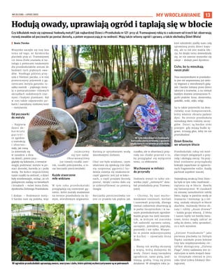 NR 25 (138) – LIPIEC 2023
13
Czy kilkulatek może się zajmować hodowlą motyli? Jak najbardziej! Dzieci z Przedszkola nr 121 przy ul. Tramwajowej robią to z sukcesem od trzech lat: obserwują
rozwój owadów od poczwarki po postać dorosłą, a potem wypuszczają je na wolność. Mają także własny ogród i uprawy, a także obchodzą Dzień Błota!
I Beata Turska
Wszystko zaczęło się trzy lata
temu od tego, że dyrektorka
placówki przy ul. Tramwajowej
121 Anna Zioło znalazła w ka-
talogu z pomocami naukowymi
dla przedszkolaków zestaw do
hodowli tych pięknych owa-
dów. Niedługo później przy-
szła z Niemiec paczka, a w niej
przezroczysty pojemnik z gą-
sienicami motyla gatunku ru-
sałka osetnik – pięknego moty-
la o pomarańczowo-różowych
skrzydłach ozdobionych czar-
nymi i białymi plamkami. Był
w niej także odpowiedni po-
karm i zamykany siatkowy kosz
– motylarnia.
Od poczwarki
do motyla
– Najpierw
dzieci do-
k a r m i a ł y
g ą s i e n i -
ce zgodnie
z instrukcją
i obserwo-
wały, jak rosną
(a zmieniały się
w zasadzie z dnia
na dzień), potem przy-
glądały się kokonom, a wreszcie
mogły podziwiać motyle w po-
staci dorosłej, karmiły je i poiły
wodą. Na końcu wypuściliśmy
nasze rusałki na wolność, a dzieci
były wniebowzięte, widząc, że ich
podopieczni siadają na kwiatkach
i krzakach – mówi Anna Zioło,
dyrektorka Zielonego Przedszkola.
I dodaje: – Hodowanie moty-
li bardzo nam się podoba, więc
zajmujemy
się tym nadal.
Obserwowaliśmy
już rozwój rusałki oset-
nik, rusałki pokrzywnika, a te-
raz barczatki pierścieniówki.
Każde stworzenie
mile widziane
W tym roku przedszkolaki
przyglądają się rozwojowi gą-
sienic, które zostały znalezione
na terenie przedszkola na ży-
wym, wierzbowym wigwamie.
Karmią je spryskanymi wodą
wierzbowymi listkami.
Choć nie było wiadomo, czym
właściwie się opiekują (nie dało
się rozpoznać gąsienic) ho-
dowla rozwija się znakomicie:
część gąsienic jest już w koko-
nach, a część przyjęła dorosłą
postać, dzięki czemu dało się
je zidentyfikować za pomocą
Googla.
Barczatka pierścieniówka nie
jest co prawda tak piękna jak
rusałka, ale w obserwacji przy-
rody nie chodzi przecież o to,
by przyglądać się wyłącznie
temu, co efektowne.
Wychowane w miłości
do przyrody
Hodowla motyli to tylko nie-
wielka część „zielonych” dzia-
łań przedszkola przy Tramwa-
jowej.
– Chcemy, by nasi wycho-
wankowie rozumieli, kochali
i szanowali przyrodę, dlatego
niemal codziennie obserwują ją
w parku Szczytnickim i w na-
szym przedszkolnym ogrodzie.
Każda grupa ma swój warzyw-
nik, w którym od ziarenka
lub sadzonki uprawia sałatę,
szczypior, pomidory, paprykę,
poziomki i nie tylko. Wszyst-
ko to potem wykorzystujemy
w kuchni – opowiada Anna
Zioło.
– Mamy też wielką skrzynię
z miętą, którą dodajemy do
wody. Dzieci mają narzędzia
ogrodnicze, same pielą, pod-
lewają, grabią. Uczą się przez
działanie. W ubiegłym roku ja-
kieś szkodniki zjadły nam całą
uprawianą przez dzieci kapu-
stę, ale to też jest ważna lek-
cja, bo dzięki temu dowiedziały
się, że nie zawsze wszystko się
udaje – dodaje pani dyrektor.
Cicho, bo tu mieszkają
nasze ptaki
Poza warzywnikami w przedszko-
lu jest też wspomniany już zielo-
ny wigwam z wierzbowych gałą-
zek i bardzo lubiany przez dzieci
labirynt z krzewów, a na niemal
każdym drzewie umieszczono fi-
gurki ptaków: kosa, skowronka,
jaskółki, sroki, sójki, wilgi.
Są tu także pojemniki na desz-
czówkę oraz kompostownik,
który właśnie obrasta pędami
dyni. Na terenie przedszkola
mieszkają dwie rodziny szczy-
głów. Dzieci są bardzo nimi
przejęte: gdy mijają budki lę-
gowe, ściszają głos, żeby im nie
przeszkadzać.
Dzień Dziecka
we własnym błocie
Przedszkolaki robią też mnó-
stwo innych związanych z przy-
rodą i ekologią rzeczy. Na przy-
kład niedawno przyrządzały
koktajle zapachowe ze zgniecio-
nych fragmentów roślin. Każdy
pachniał zupełnie inaczej.
Największą atrakcją Dnia Dziec-
ka była w tym roku możliwość…
taplania się w błocie. Bawiły
się fantastycznie. W ciuszkach
na zmianę samodzielnie robiły
błoto, łapiąc w patelnie wodę ze
zraszacza i mieszając ją z zie-
mią, szukały ukrytych w błocie
skarbów, malowały błotne ob-
razy i robiły „dusze drzewa”
– każda grupa własną. Z błota
i nasion lepiły też bomby kwia-
towe, które mogły zabrać ze
sobą do domu, żeby sprawdzić,
co z nich wyrośnie.
„Zielone Przedszkole” jako
pierwsza placówka na Dolnym
Śląsku uzyskało przez kolejne
trzy lata międzynarodowy cer-
tyfikat ekologiczny „Zielona
Flaga”, który nadawany jest in-
stytucjom w wielu krajach świa-
ta. Otrzymało również w 2015
roku tytuł Lidera Edukacji Eko-
logicznej.
Hodują owady, uprawiają ogród i taplają się w błocie
Wtymrokudzieciwyhodowały
barczatkępierścieniówkęzgąsienic
znalezionychnaterenieprzedszkola
Wogrodzieprzedszkolakiuprawiająowoce,warzywaizioła,którepóźniejwykorzystywanesąwpotrawach
OLEKSANDR
POLIAKOVSKY
(5)
MY WROCŁAWIANIE
Barczatka pierścieniówka
 