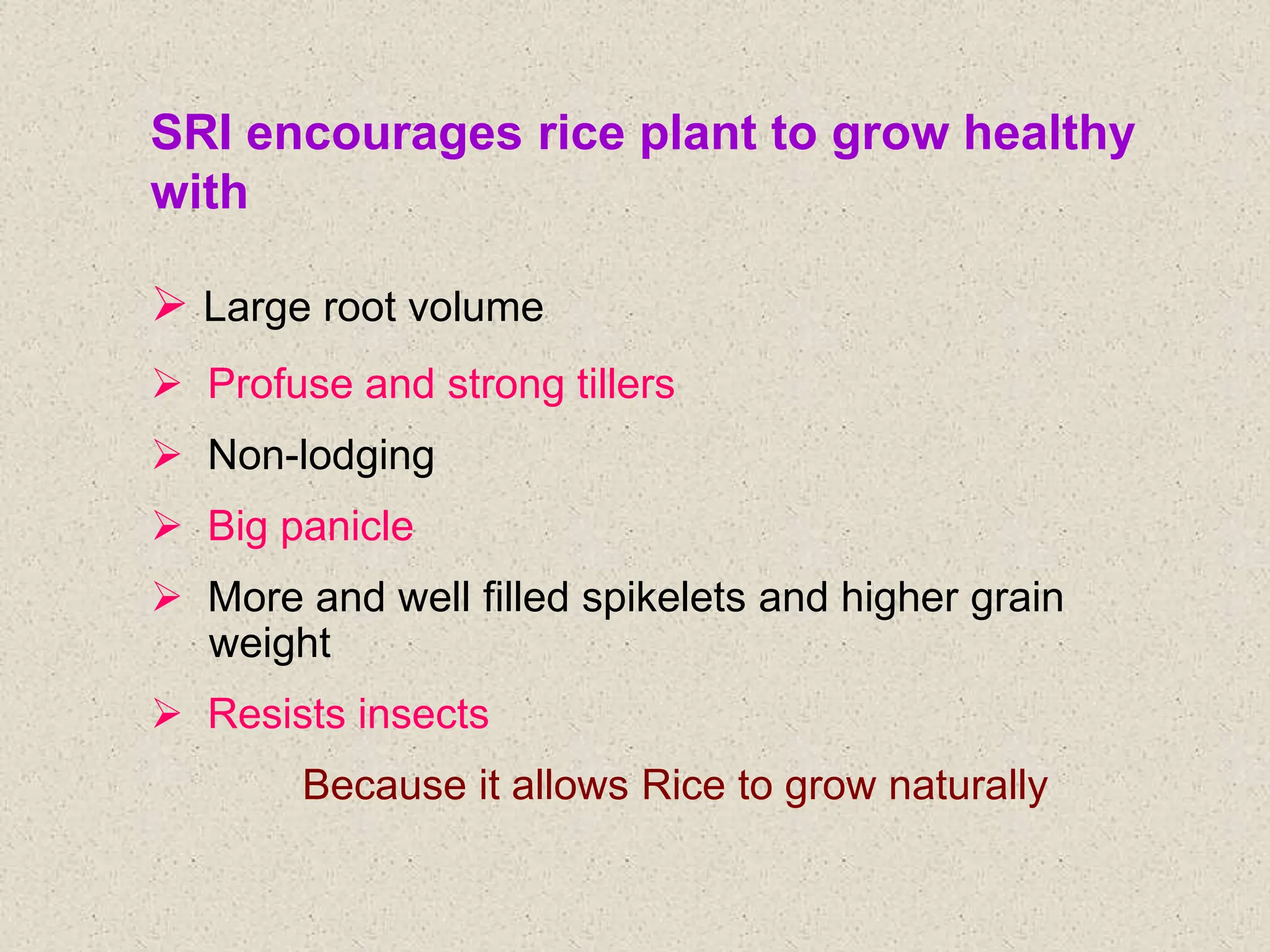 SRI encourages rice plant to grow healthy
with
 Large root volume
 Profuse and strong tillers
 Non-lodging
 Big panicle
 More and well filled spikelets and higher grain
weight
 Resists insects
Because it allows Rice to grow naturally
 