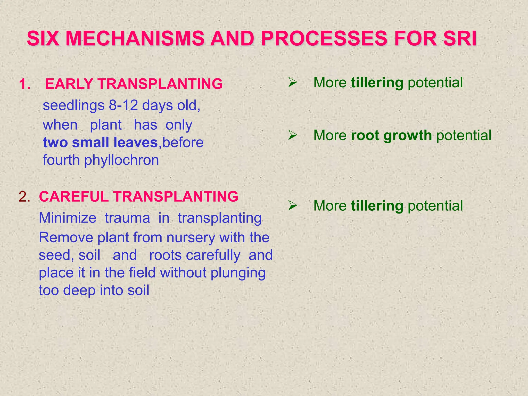 SIX MECHANISMS AND PROCESSES FOR SRI
1. EARLY TRANSPLANTING
seedlings 8-12 days old,
when plant has only
two small leaves,before
fourth phyllochron
2. CAREFUL TRANSPLANTING
Minimize trauma in transplanting
Remove plant from nursery with the
seed, soil and roots carefully and
place it in the field without plunging
too deep into soil
 More tillering potential
 More root growth potential
 More tillering potential
 