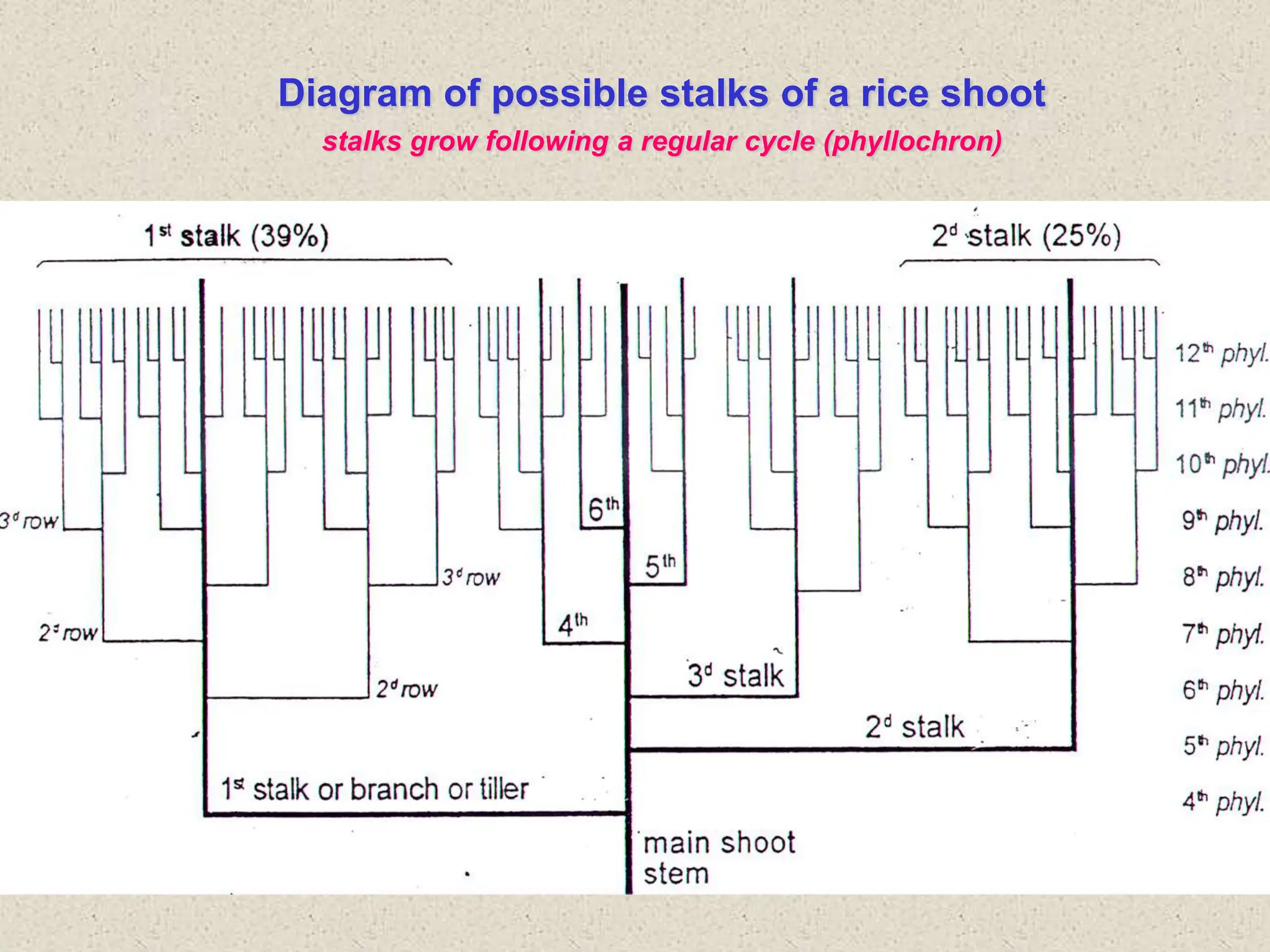 Diagram of possible stalks of a rice shoot
stalks grow following a regular cycle (phyllochron)
 